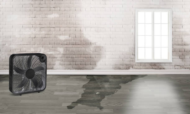Best Mold removal after water damage  in Glenview, IL